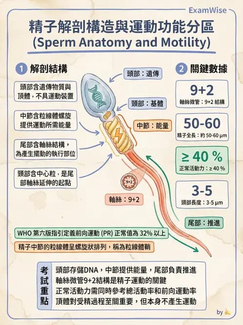 醫檢師 - 精液檢查 - AI 圖文解析預覽