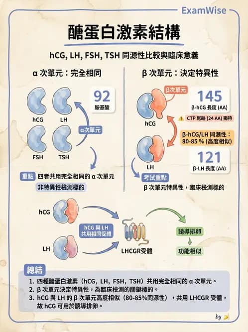 醫檢師 - 懷孕試驗 - AI 圖文解析預覽