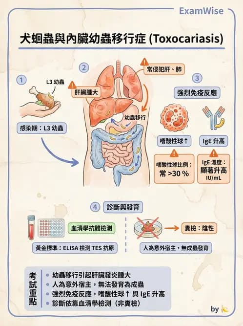 醫檢師 - 寄生蟲檢查-蠕蟲類 - AI 圖文解析預覽