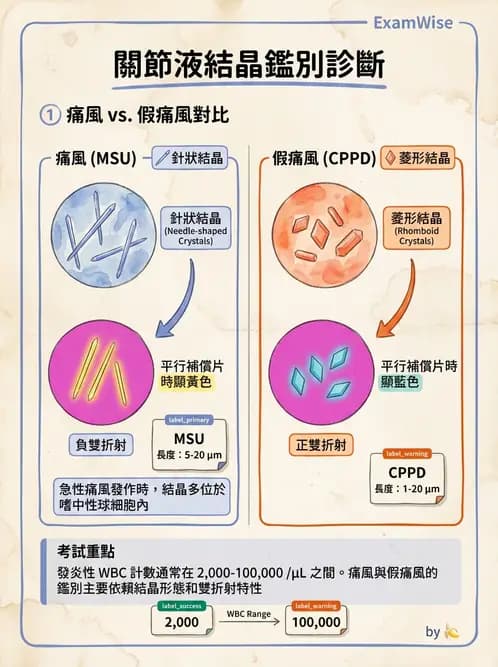 醫檢師 - 滑膜液檢查 - AI 圖文解析預覽