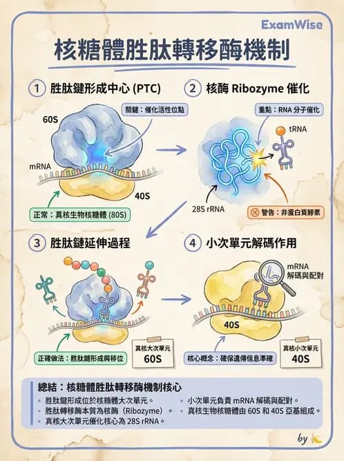 醫檢師 - 基礎分子生物學 - AI 圖文解析預覽