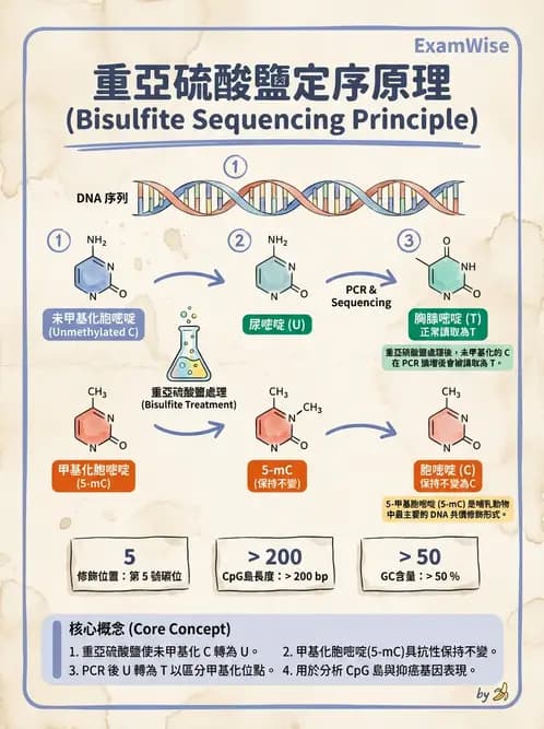 醫檢師 - 定序電泳與表觀分析 - AI 圖文解析預覽