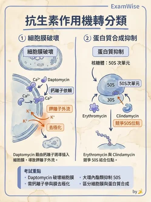 醫檢師 - 抗微生物製劑 - AI 圖文解析預覽