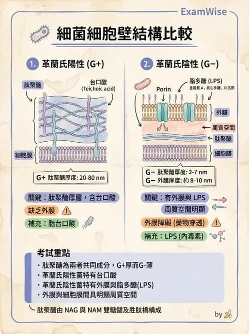 醫檢師 - 實驗室安全與微生物特性 - AI 圖文解析預覽