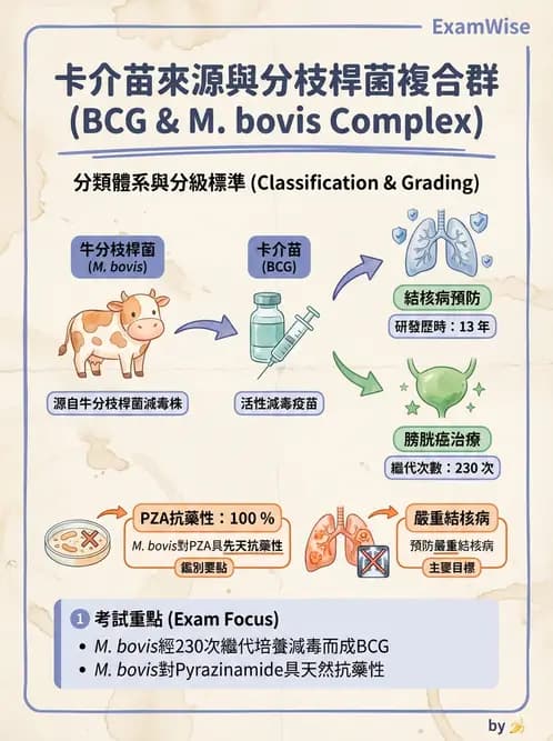 醫檢師 - 分枝桿菌 - AI 圖文解析預覽