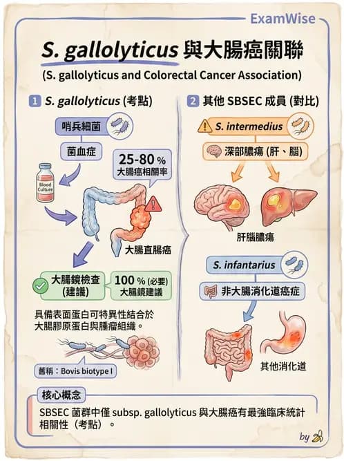 醫檢師 - 鏈球菌與其他革蘭氏陽性桿菌 - AI 圖文解析預覽