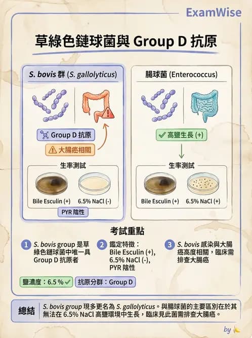 醫檢師 - 鏈球菌與其他革蘭氏陽性桿菌 - AI 圖文解析預覽