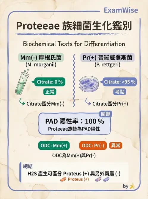 醫檢師 - 其他腸內菌科 - AI 圖文解析預覽