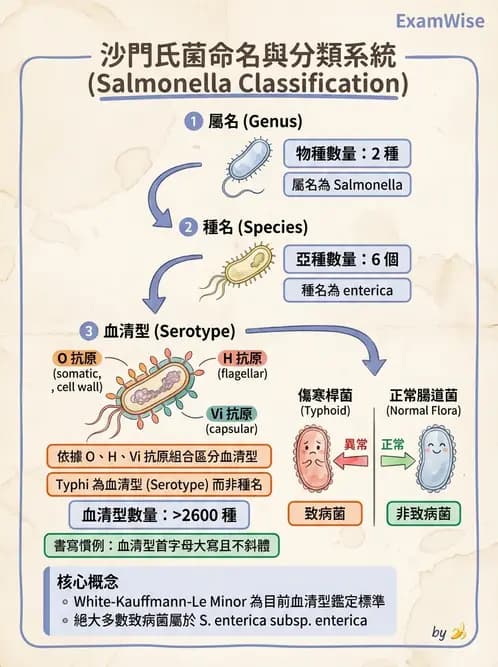 醫檢師 - 主要腸道致病菌 - AI 圖文解析預覽