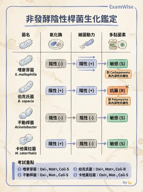 醫檢師 - 非發酵菌 - AI 圖文解析預覽