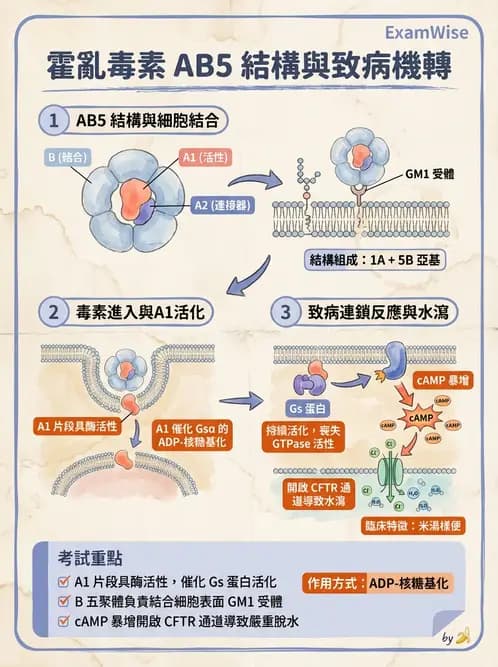 醫檢師 - 弧菌、氣單胞菌與彎曲菌 - AI 圖文解析預覽