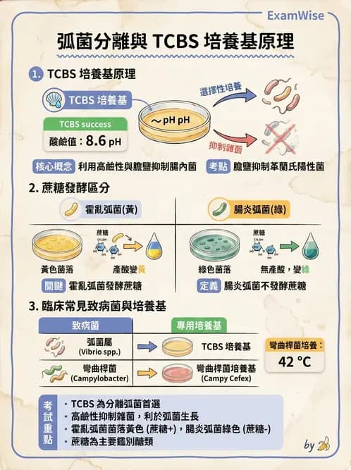 醫檢師 - 弧菌、氣單胞菌與彎曲菌 - AI 圖文解析預覽