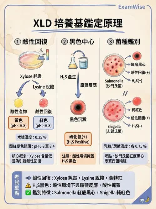 醫檢師 - 腸內菌鑑別方法與培養基 - AI 圖文解析預覽
