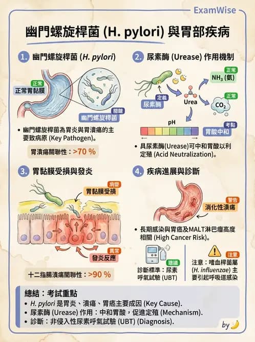 醫檢師 - 弧菌、氣單胞菌與彎曲菌 - AI 圖文解析預覽