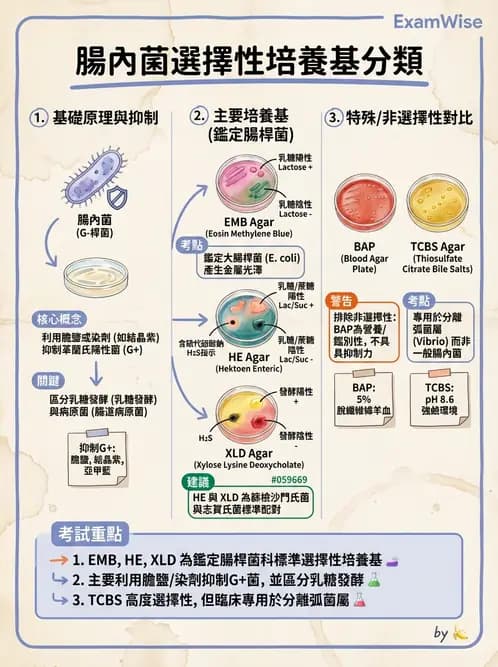 醫檢師 - 腸內菌鑑別方法與培養基 - AI 圖文解析預覽