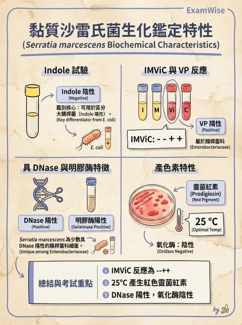 醫檢師 - 其他腸內菌科 - AI 圖文解析預覽