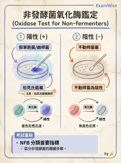 醫檢師 - 非發酵菌 - AI 圖文解析預覽