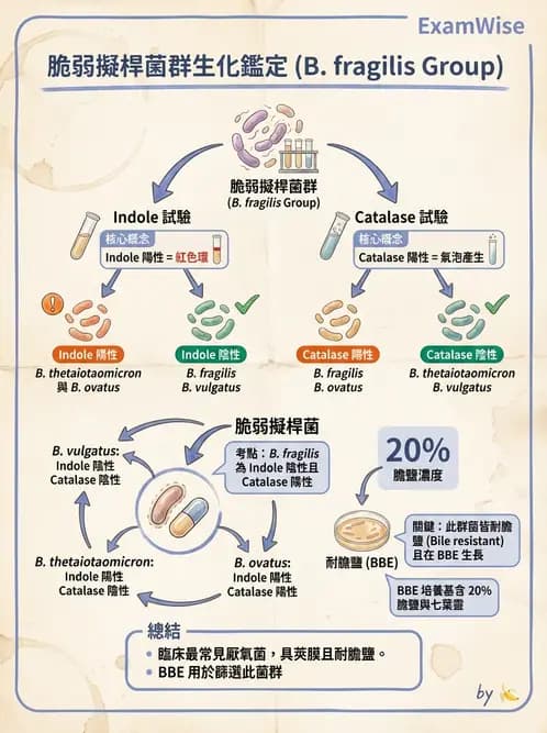 醫檢師 - 厭氧菌 - AI 圖文解析預覽