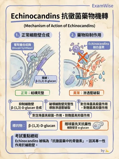 醫檢師 - 真菌診斷與治療 - AI 圖文解析預覽