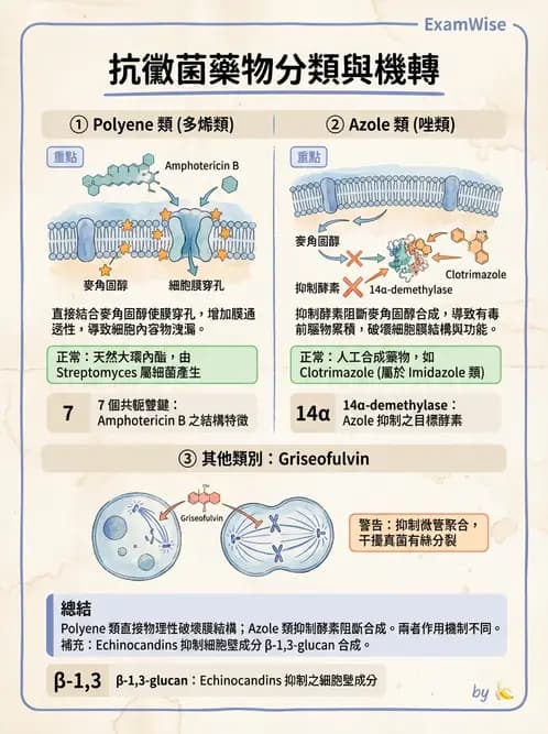 醫檢師 - 真菌診斷與治療 - AI 圖文解析預覽