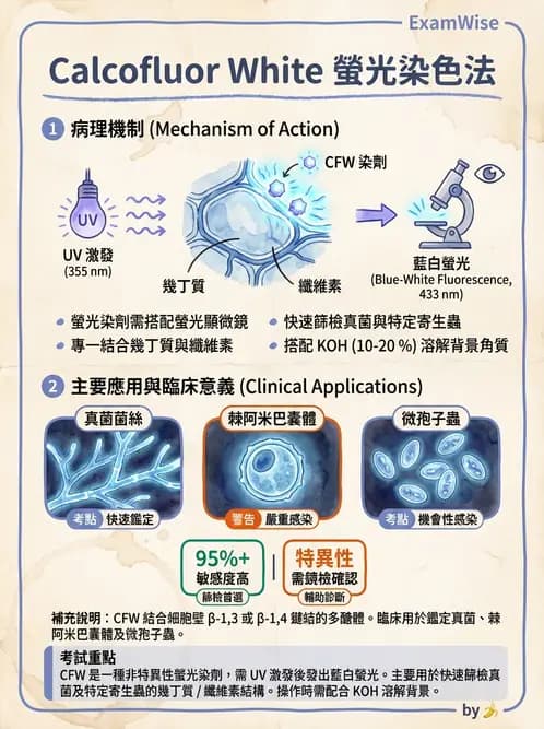 醫檢師 - 真菌診斷與治療 - AI 圖文解析預覽