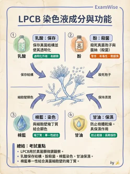 醫檢師 - 真菌診斷與治療 - AI 圖文解析預覽