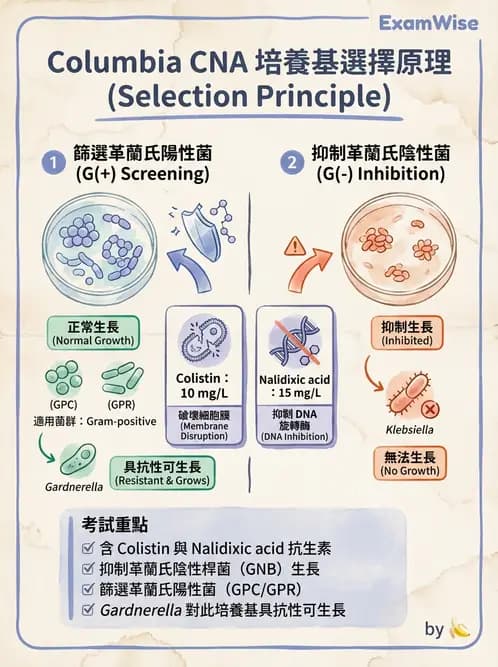 醫檢師 - 檢驗基礎技術 - AI 圖文解析預覽