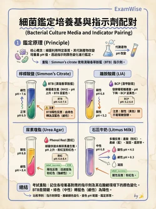 醫檢師 - 腸內菌鑑別方法與培養基 - AI 圖文解析預覽
