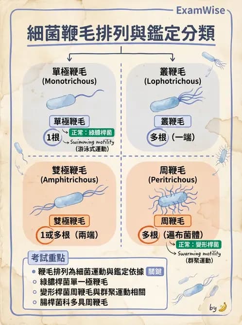 醫檢師 - 非發酵菌 - AI 圖文解析預覽