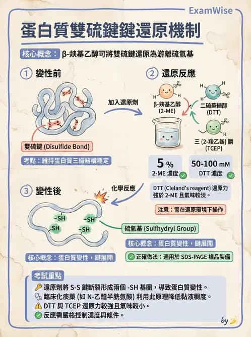 醫檢師 - 血清蛋白與蛋白質檢測 - AI 圖文解析預覽