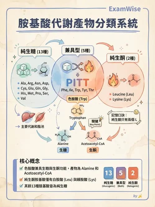 醫檢師 - 胺基酸代謝與先天性疾病 - AI 圖文解析預覽