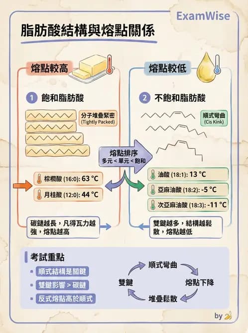 醫檢師 - 脂質代謝與酮體 - AI 圖文解析預覽