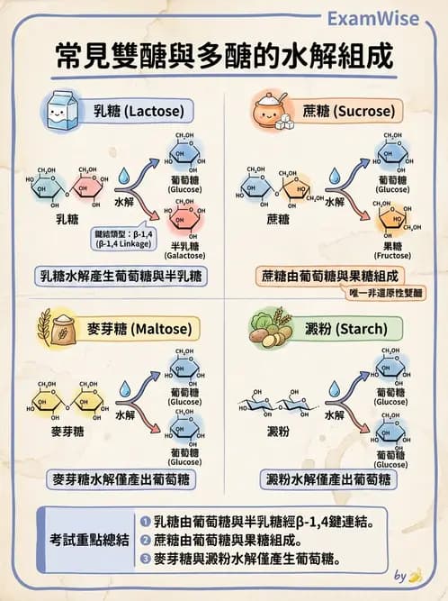 醫檢師 - 醣類代謝與糖尿病 - AI 圖文解析預覽