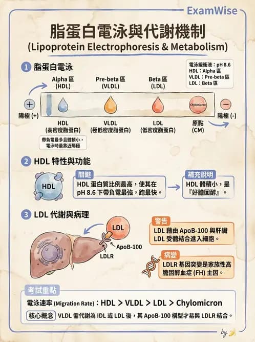 醫檢師 - 脂蛋白分類與臨床應用 - AI 圖文解析預覽