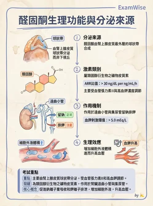 醫檢師 - 腎上腺與生殖內分泌 - AI 圖文解析預覽