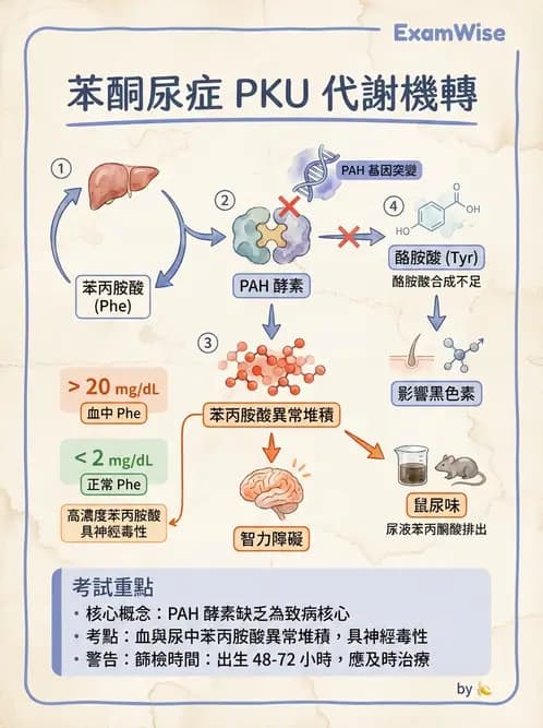 醫檢師 - 胺基酸代謝與先天性疾病 - AI 圖文解析預覽