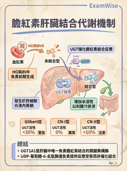 醫檢師 - 肝臟機能與胰臟酵素 - AI 圖文解析預覽
