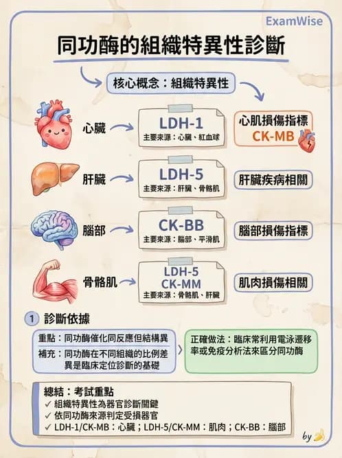 醫檢師 - 臨床酵素學基礎 - AI 圖文解析預覽