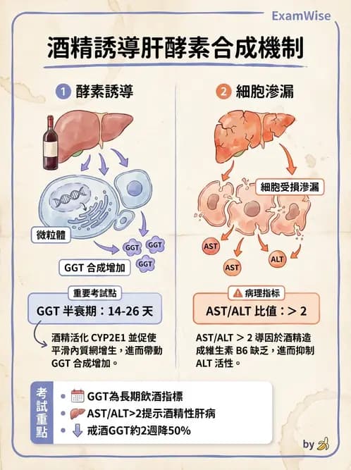 醫檢師 - 肝臟機能與胰臟酵素 - AI 圖文解析預覽
