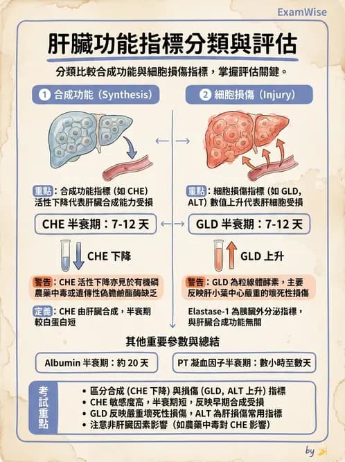 醫檢師 - 肝臟機能與胰臟酵素 - AI 圖文解析預覽