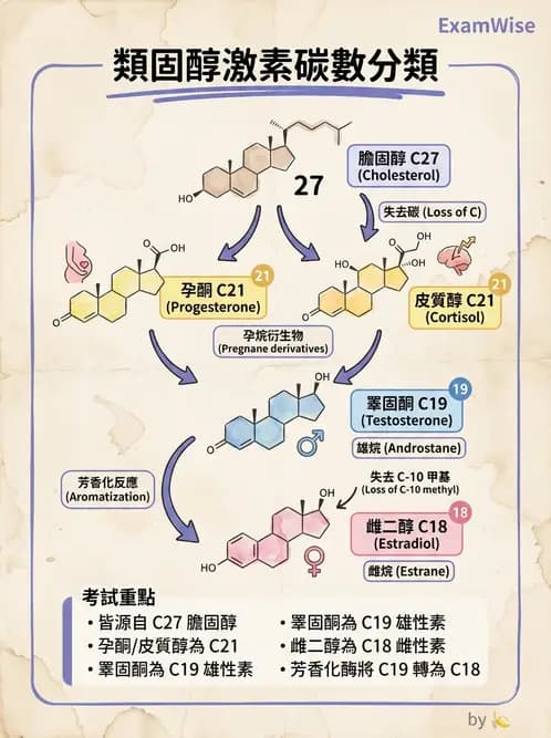 醫檢師 - 腎上腺與生殖內分泌 - AI 圖文解析預覽