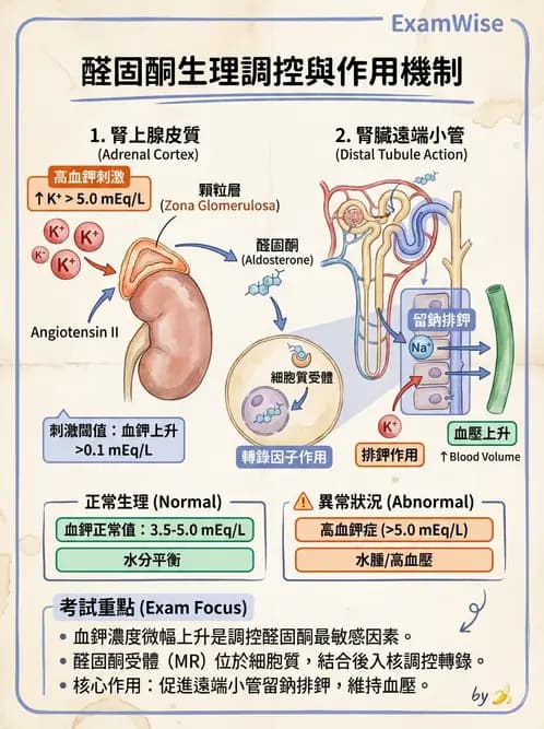 醫檢師 - 腎上腺與生殖內分泌 - AI 圖文解析預覽