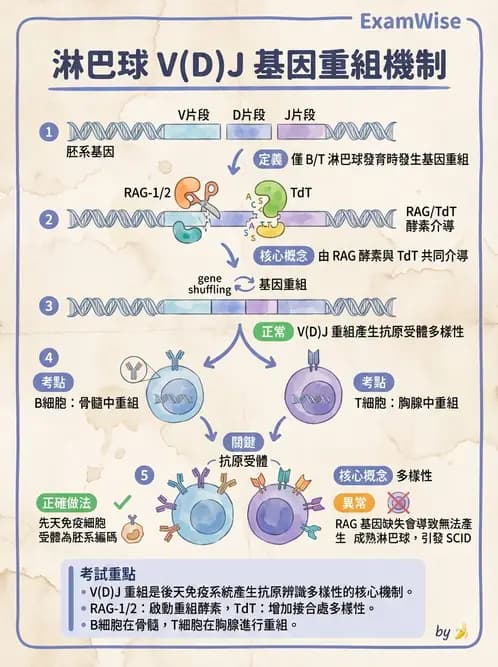 醫檢師 - B細胞發育與抗體生成 - AI 圖文解析預覽