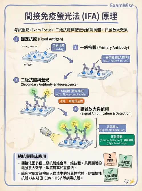 醫檢師 - 實驗室測試免疫法 - AI 圖文解析預覽
