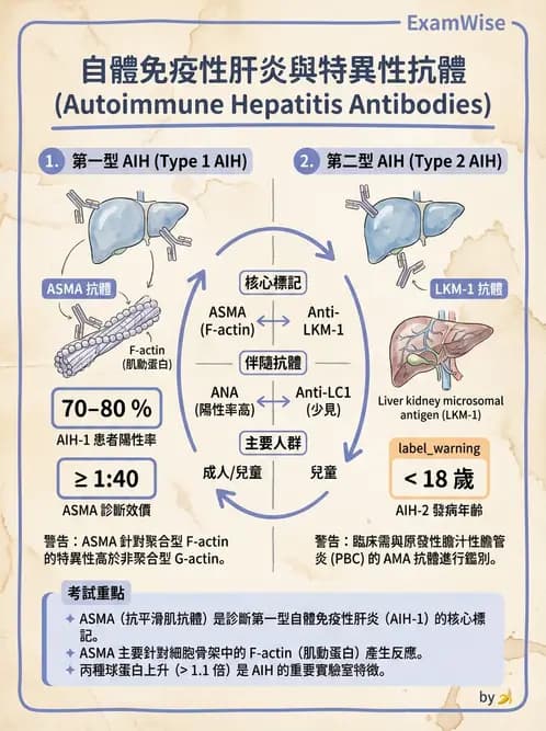 醫檢師 - 其他自體免疫疾病與自體抗體檢驗 - AI 圖文解析預覽