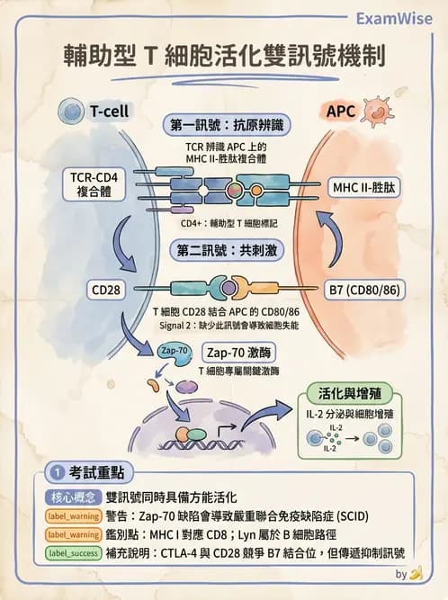 醫檢師 - T細胞發育與功能 - AI 圖文解析預覽