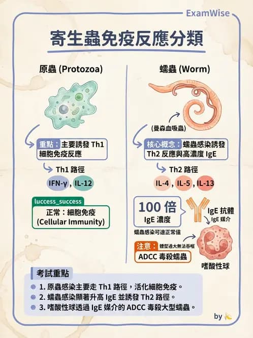 醫檢師 - 過敏反應及測試法 - AI 圖文解析預覽