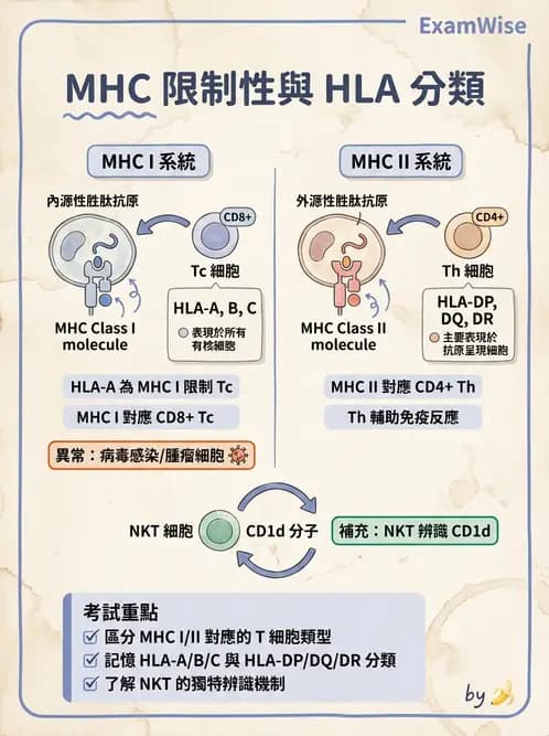 醫檢師 - T細胞發育與功能 - AI 圖文解析預覽