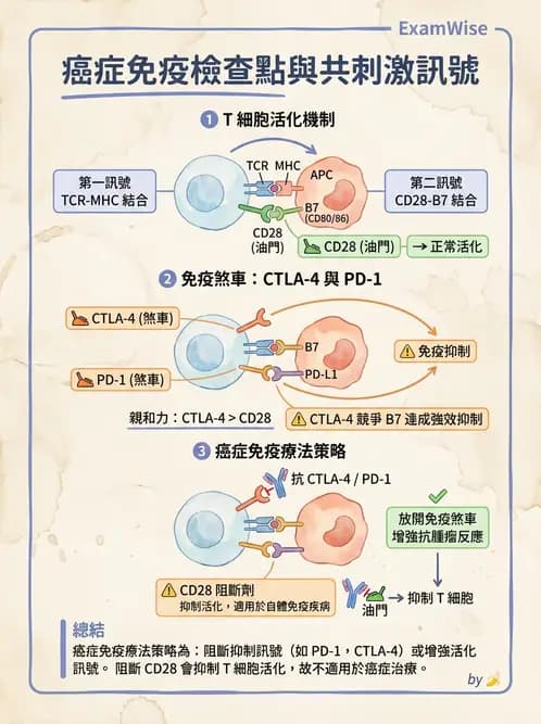 醫檢師 - 腫瘤免疫學免疫療法及疫苗 - AI 圖文解析預覽