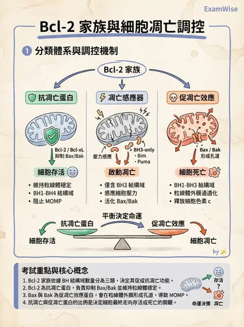 醫檢師 - T細胞發育與功能 - AI 圖文解析預覽